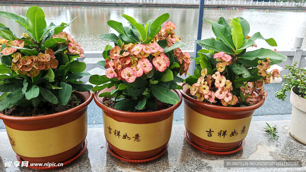 三盆嬌艷大花虎刺梅盆栽
