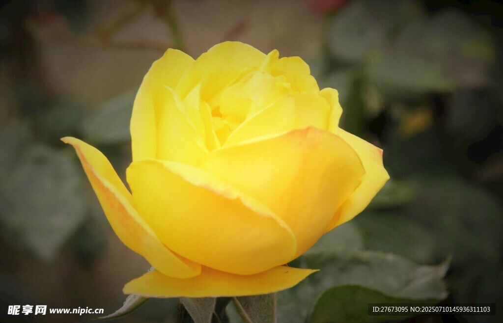黃色嬌艷月季花