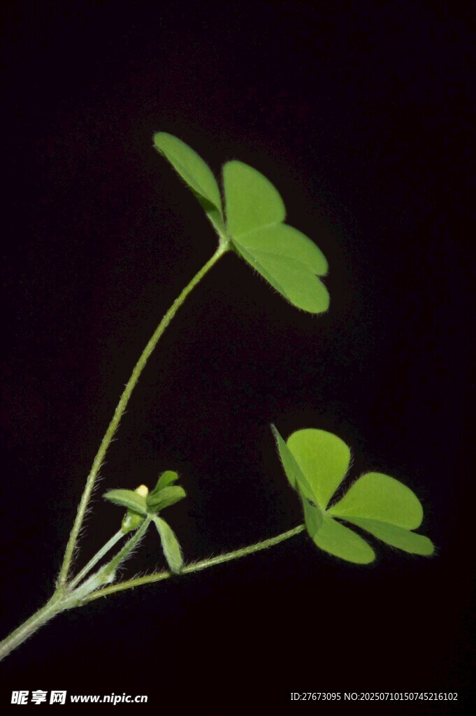 三葉草特寫
