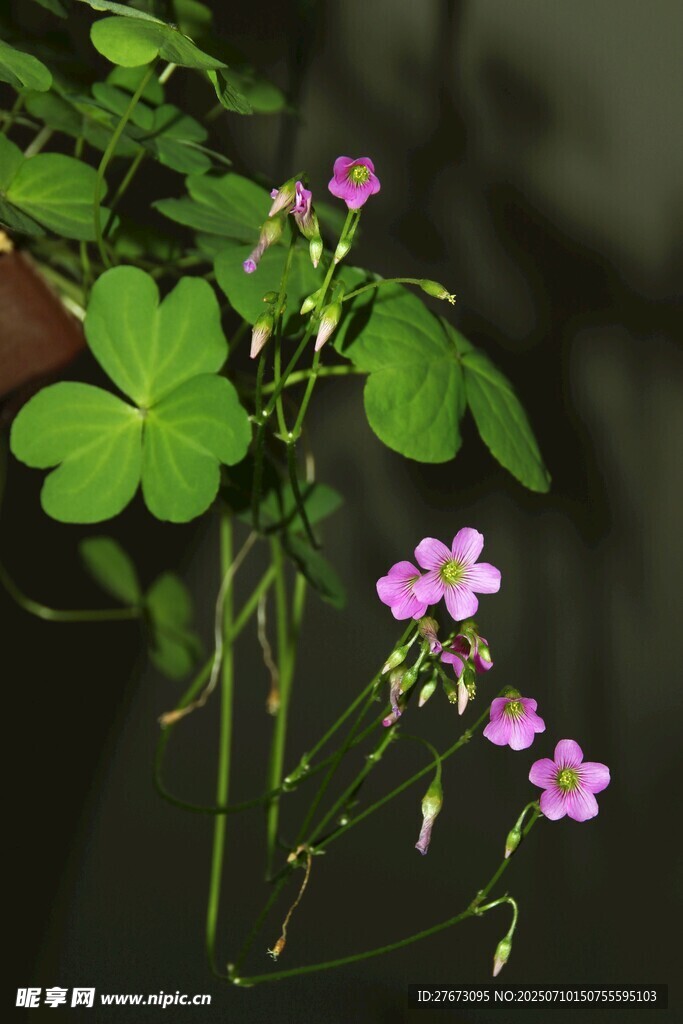 三葉草與紫色小花