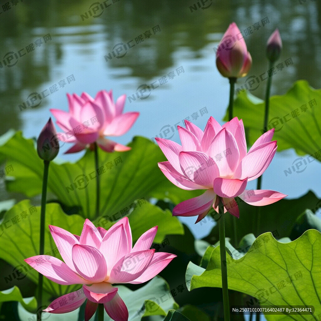 粉色荷花