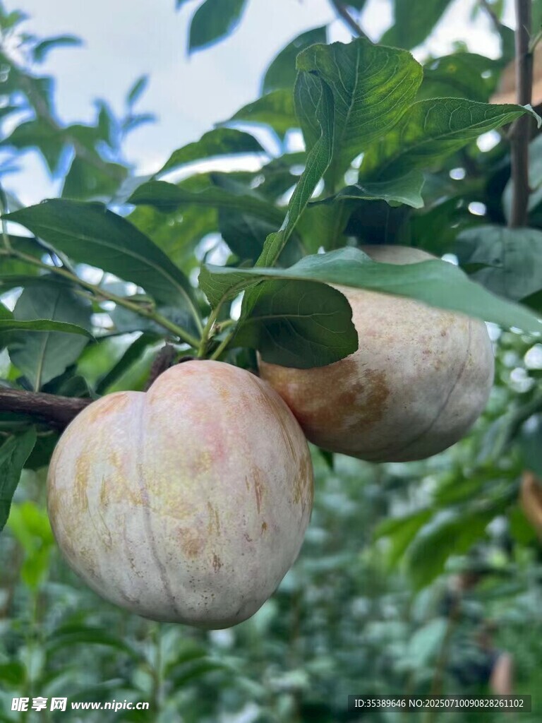 蘋果李  芙蓉李 桃駁果