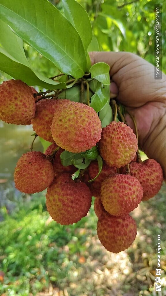 手摘飽滿荔枝 桂味 糯米荔枝