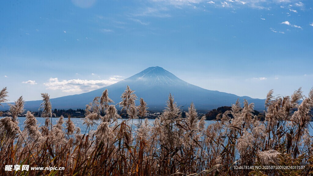 湖畔蘆葦旁的富士山美景