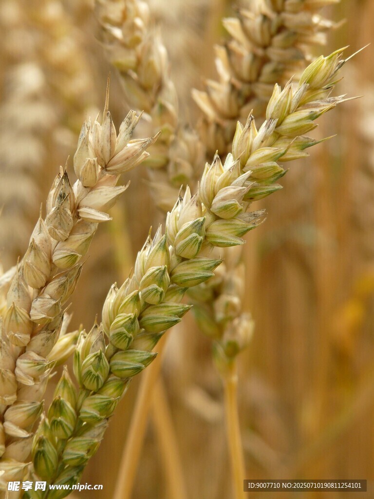 成熟麥穗特寫