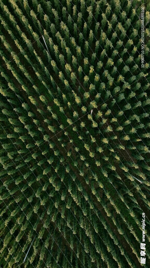 綠色針狀植物紋理特寫