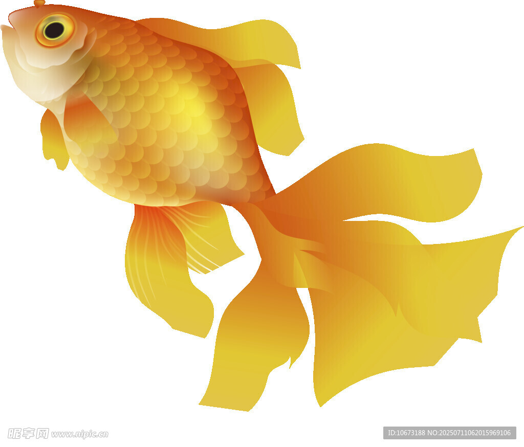 金色金魚插畫