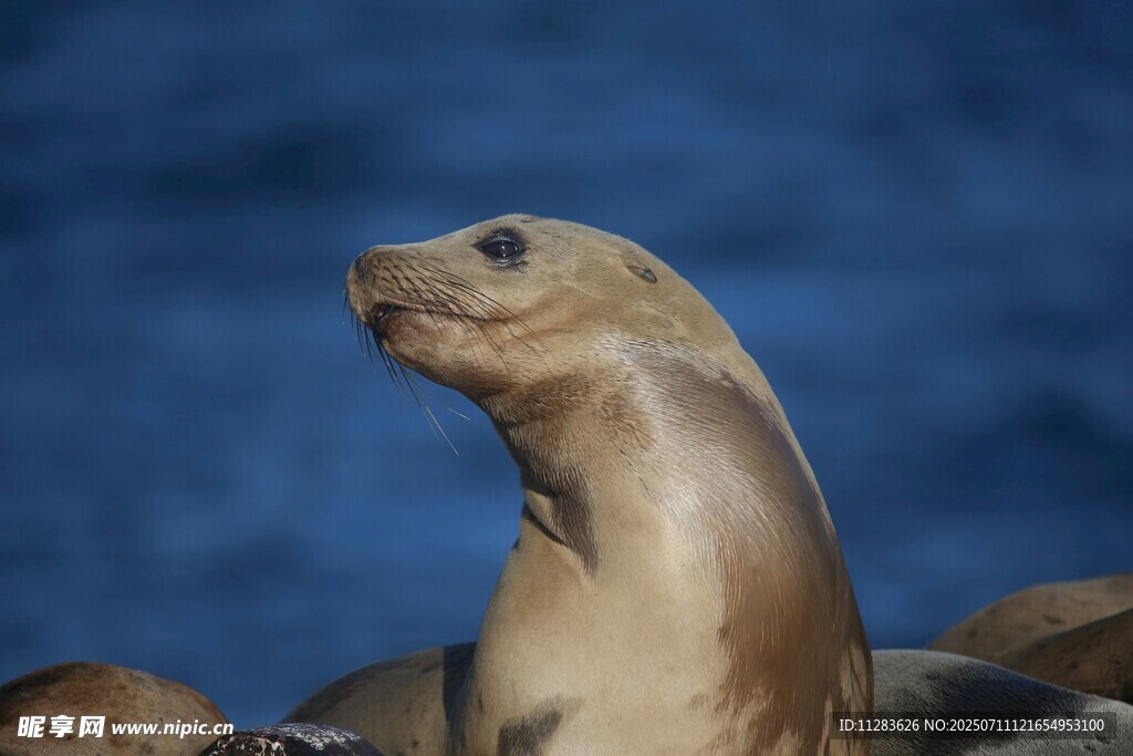 海獅抬頭眺望