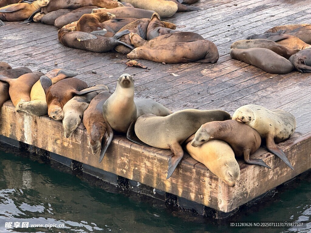 海獅聚集在浮板上休息