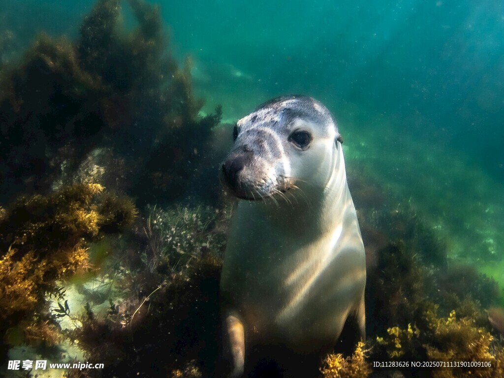 海底可愛海豹的悠然瞬間