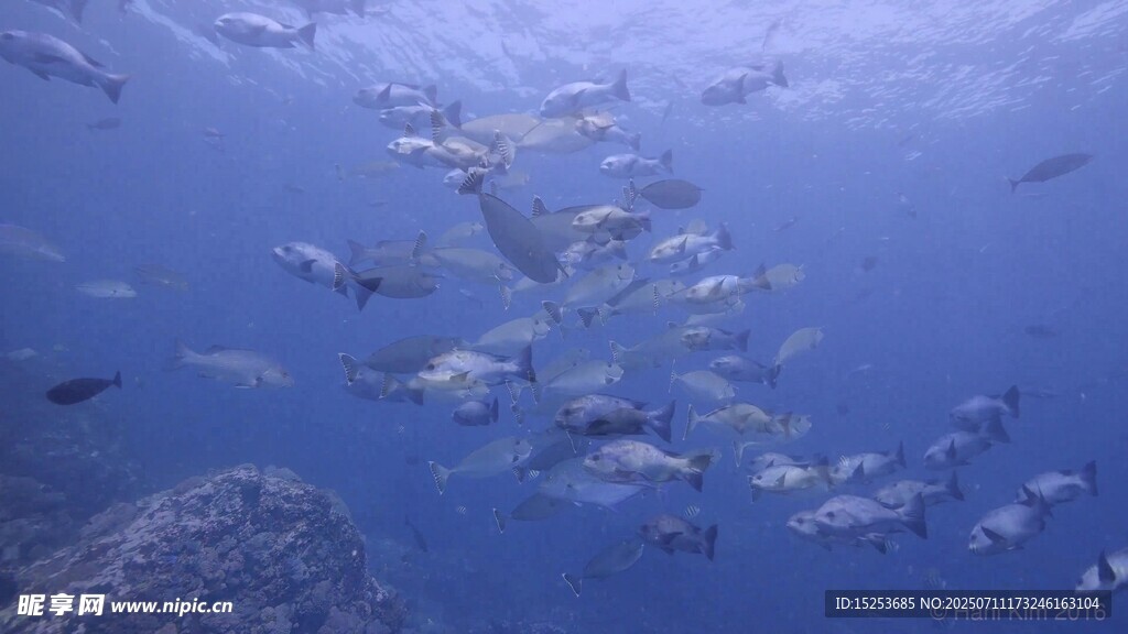 海洋中群游的魚(yú)類