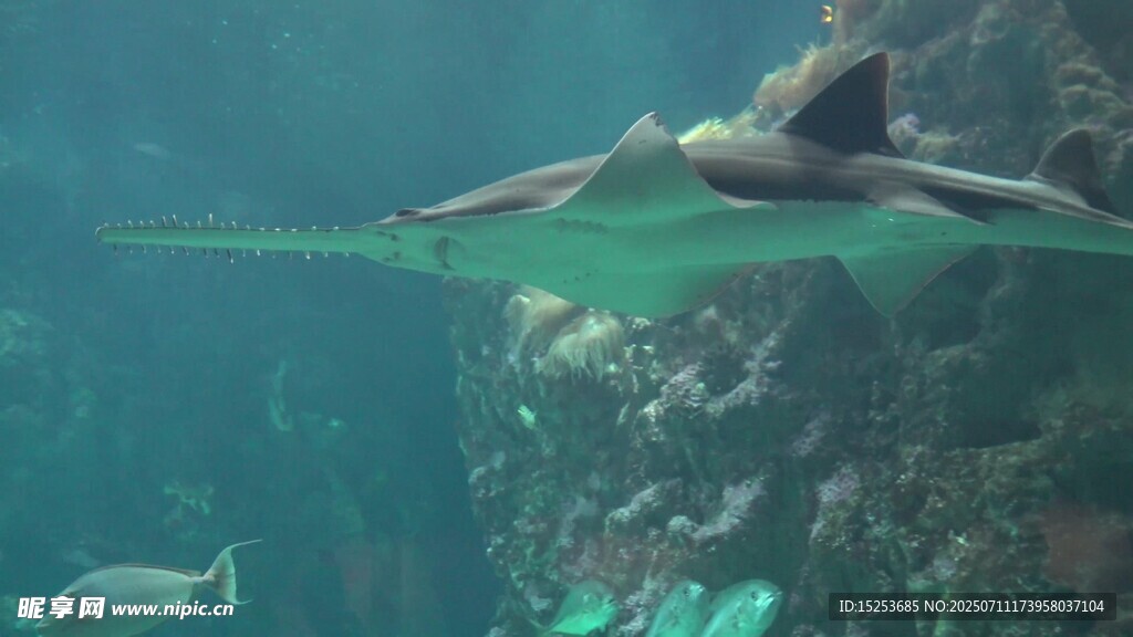 水族館中的優(yōu)雅蝠鲼