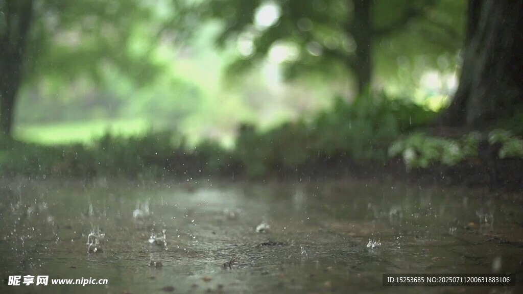 林間濕潤地面綠意朦朧