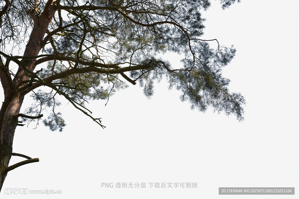 樹枝伸展的靜謐瞬間