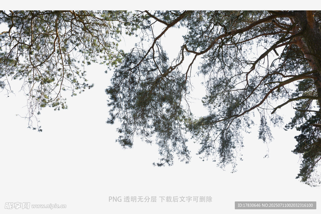樹枝低垂的自然景象