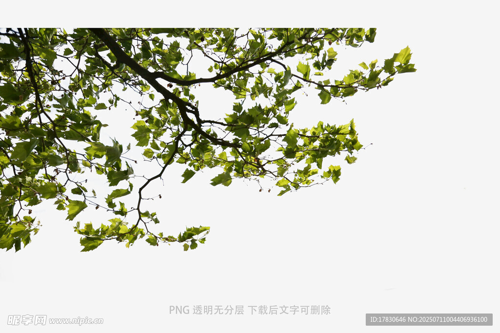 樹(shù)冠