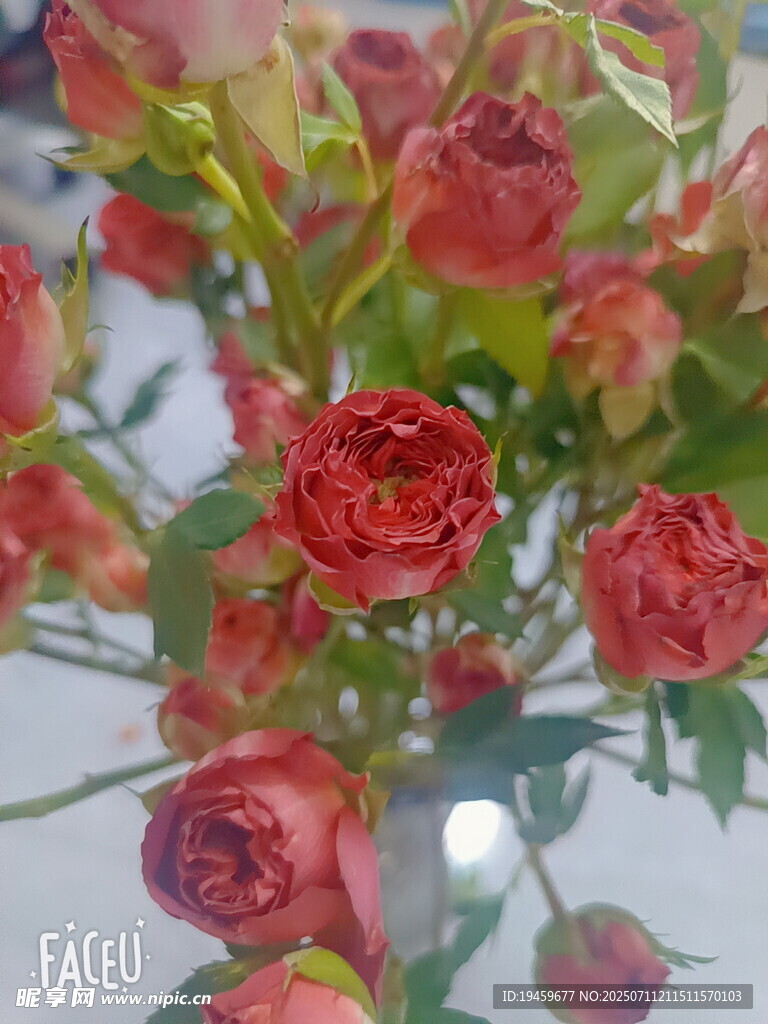 鮮艷紅玫瑰插花特寫