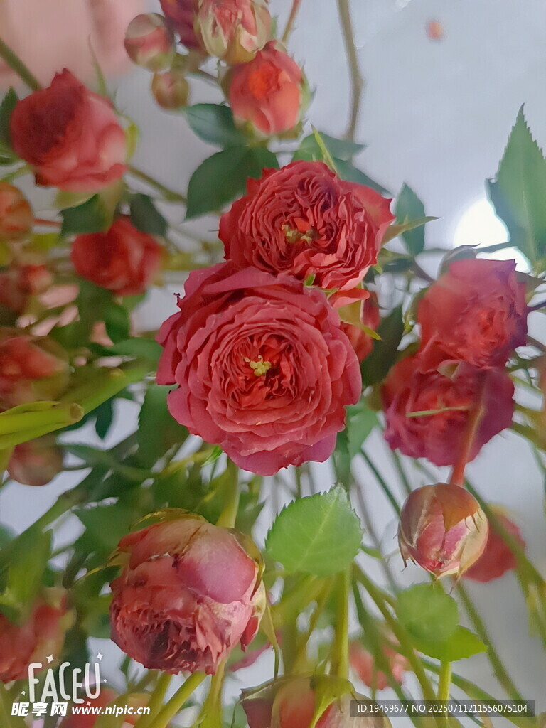 嬌艷紅玫瑰綻放