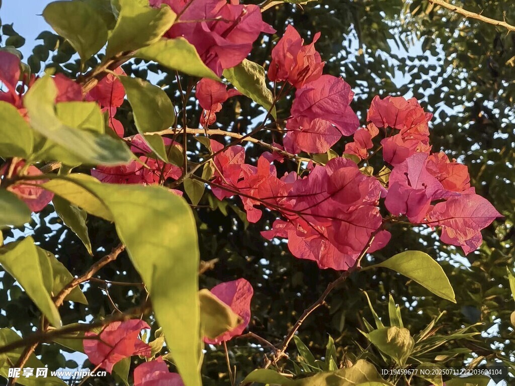 嬌艷三角梅綻放枝頭