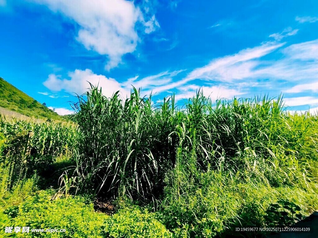 藍(lán)天綠野間的繁茂植被
