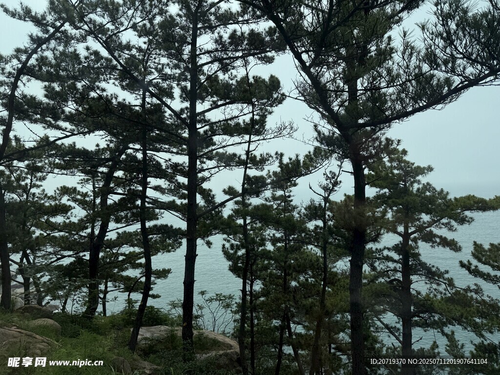海邊挺拔的松樹林