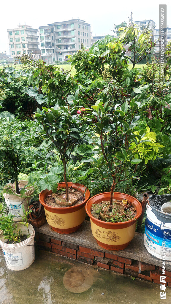 屋頂盆栽綠植景觀