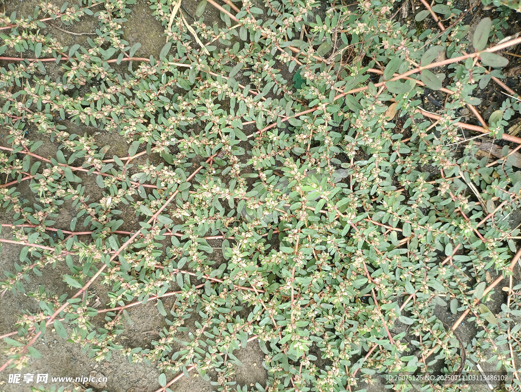地面上的綠色植物枝葉