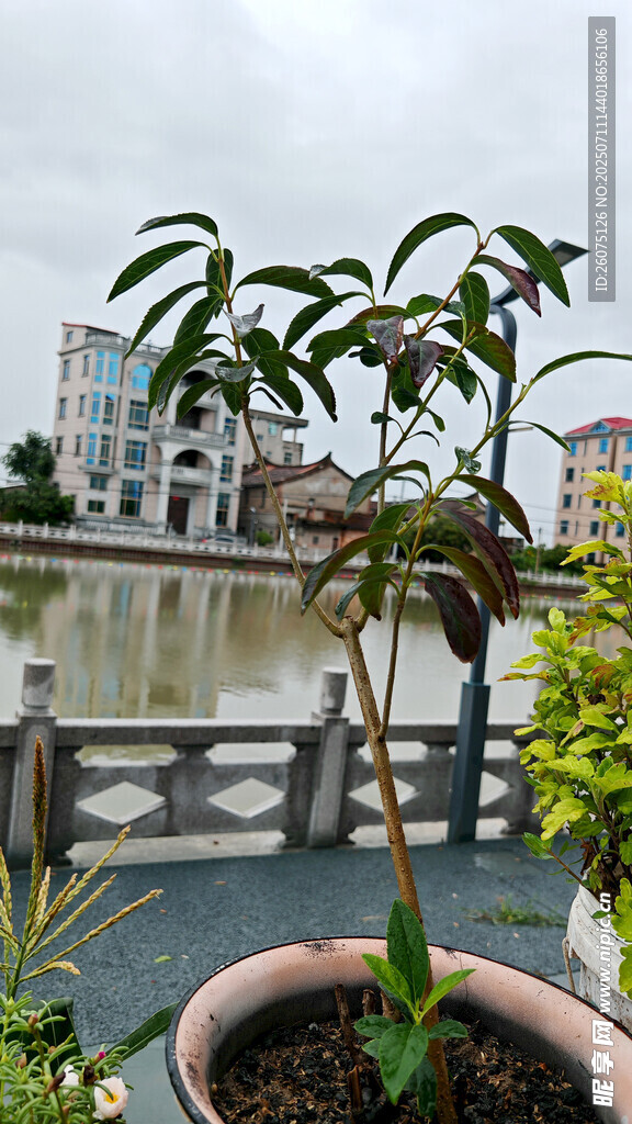 盆栽植物與遠(yuǎn)處城市景觀