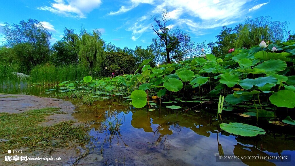 夏日荷塘美景