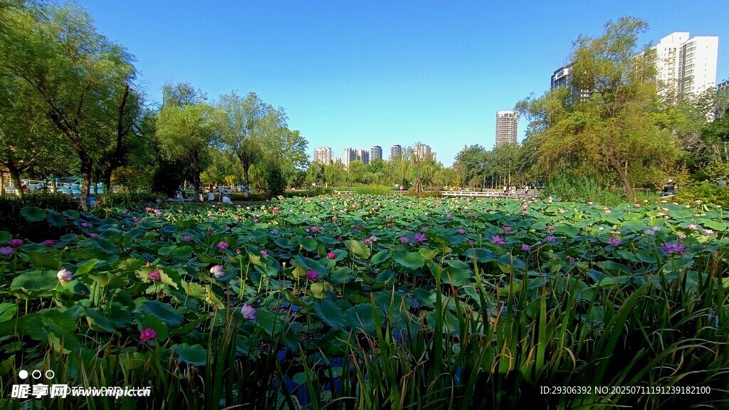 夏日荷塘美景