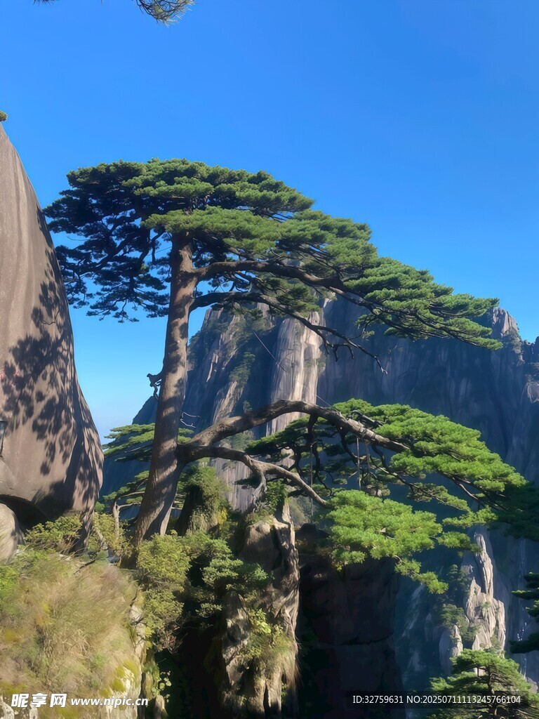 黃山奇松屹立于峭壁之上