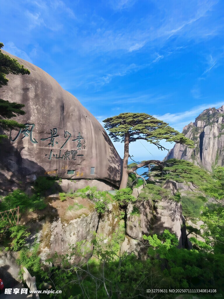 山間奇松屹立于巨石旁
