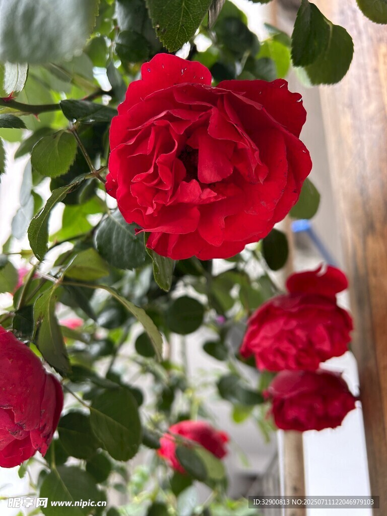 嬌艷紅玫瑰綻放