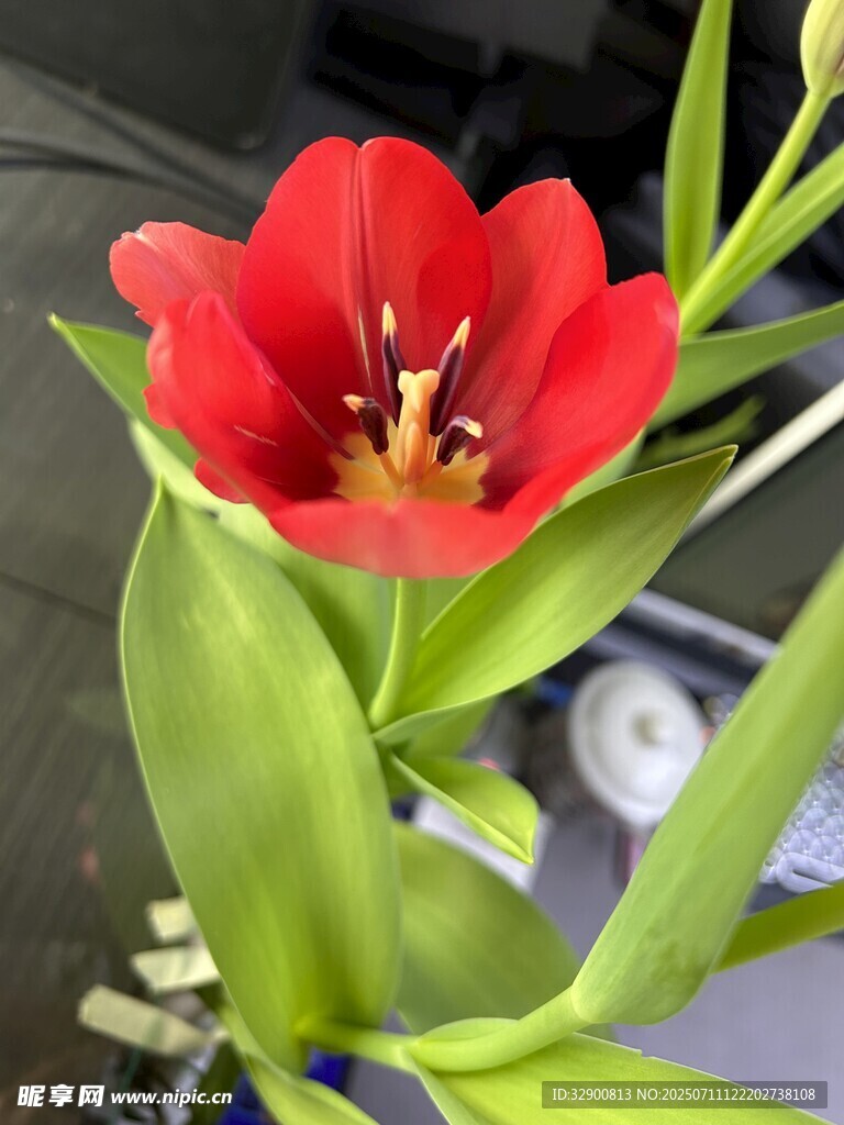 嬌艷紅色郁金香特寫