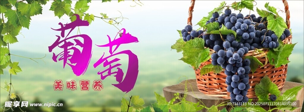 葡萄豐收景象