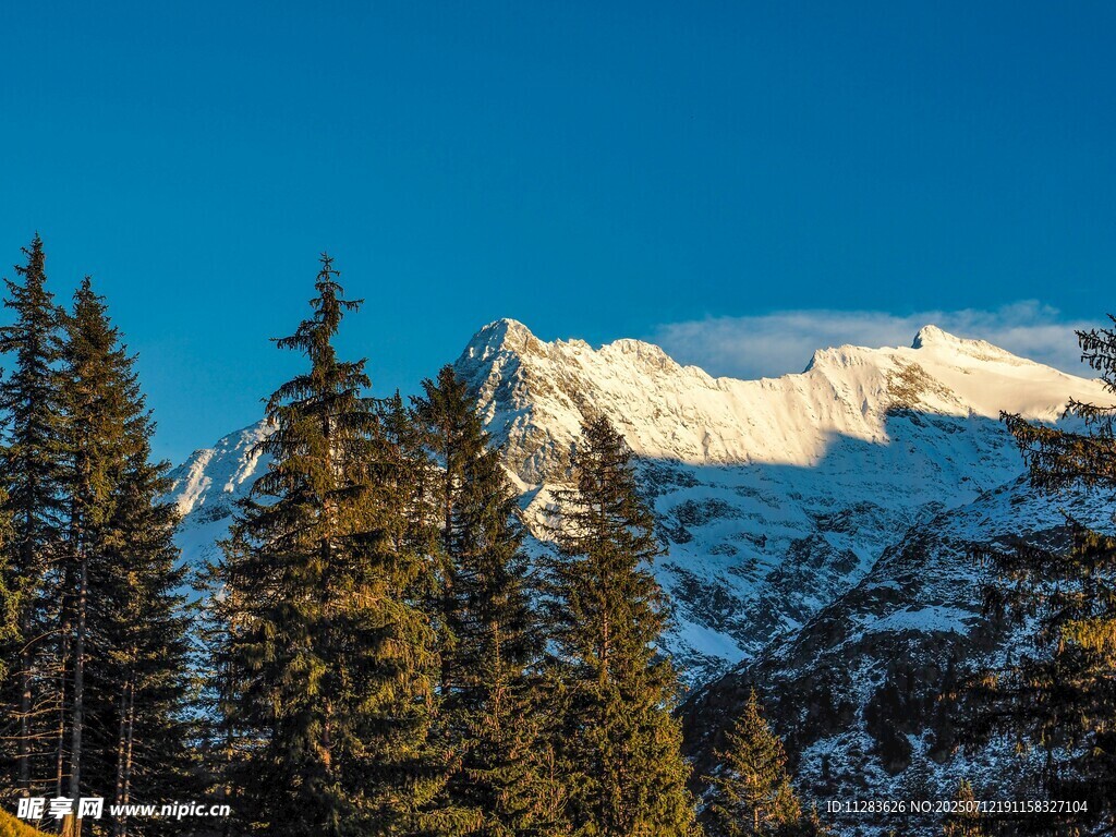 雪山松林美景