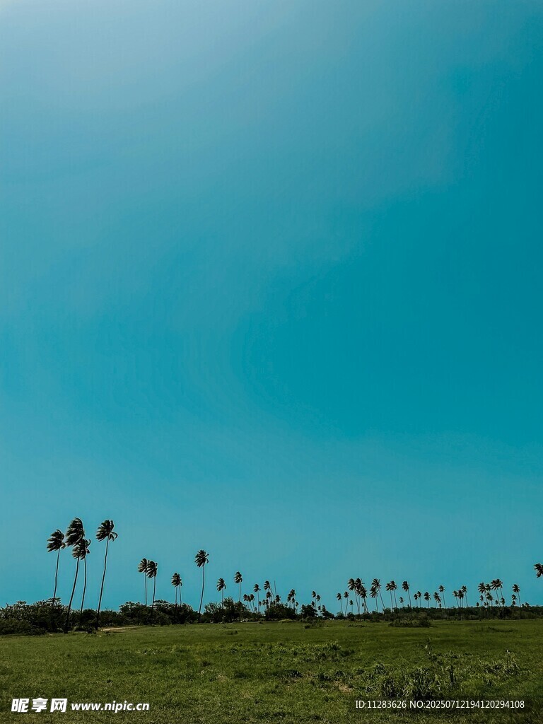 藍天綠地間的棕櫚樹景觀