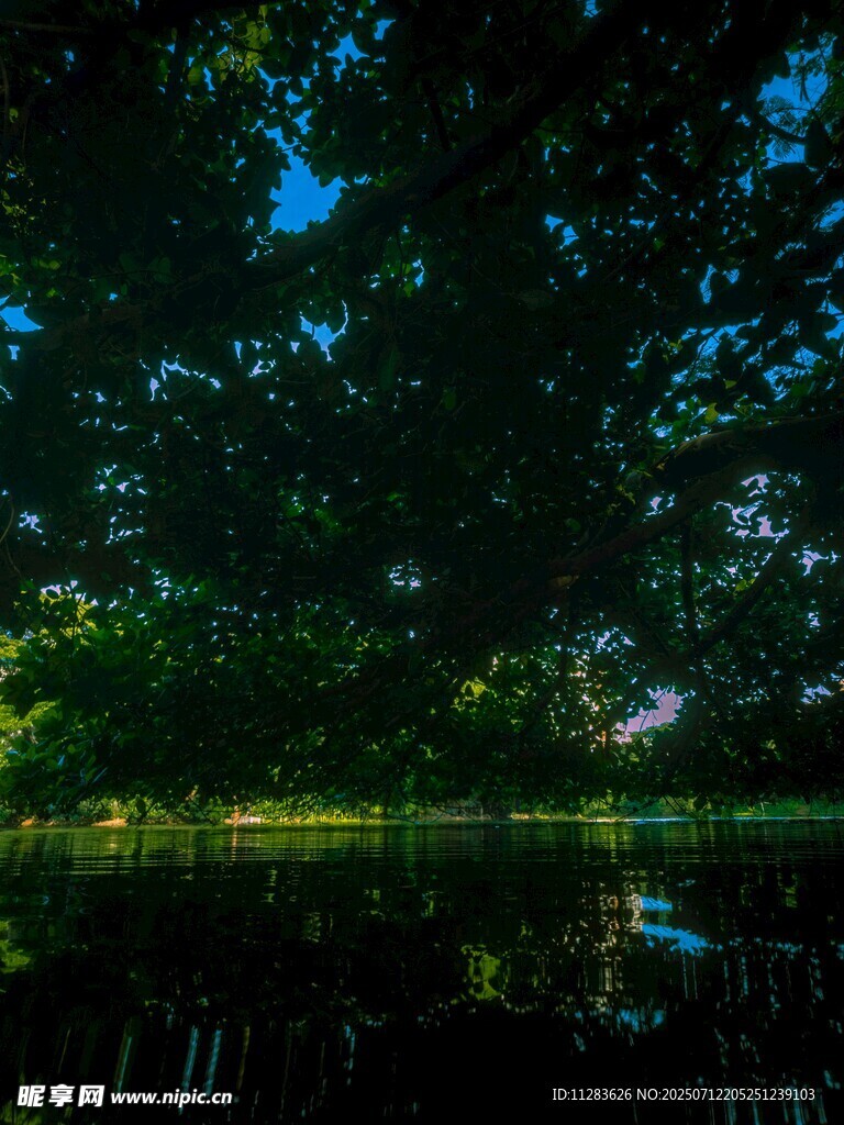 靜謐湖畔綠樹倒影美景