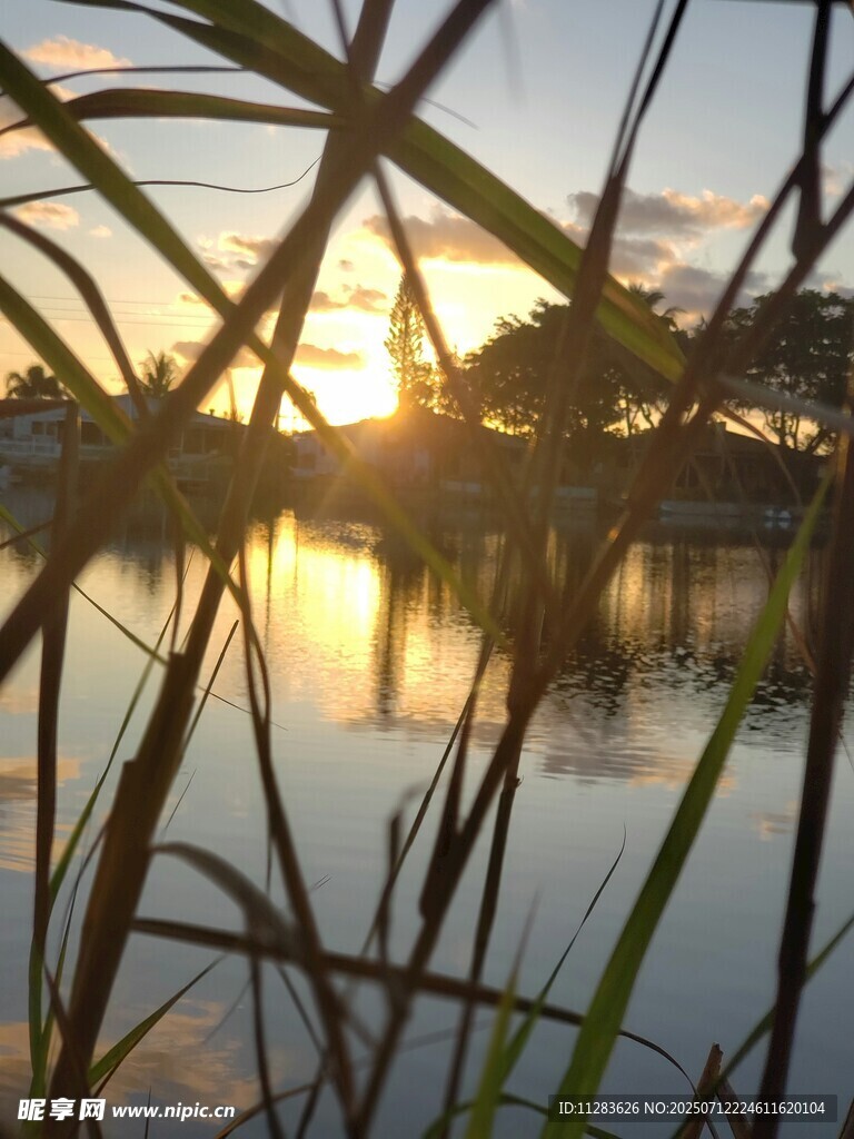 夕陽下湖畔的蘆葦美景