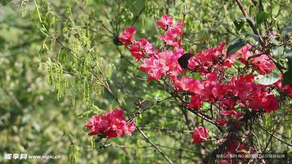 枝頭綻放的艷麗紅花朵