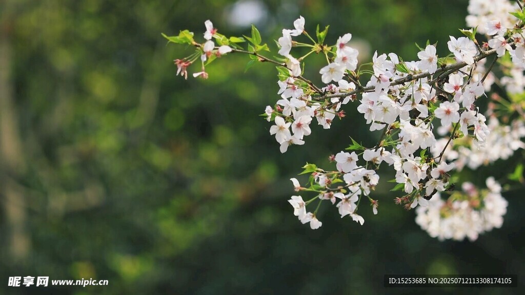 枝頭綻放的潔白花朵