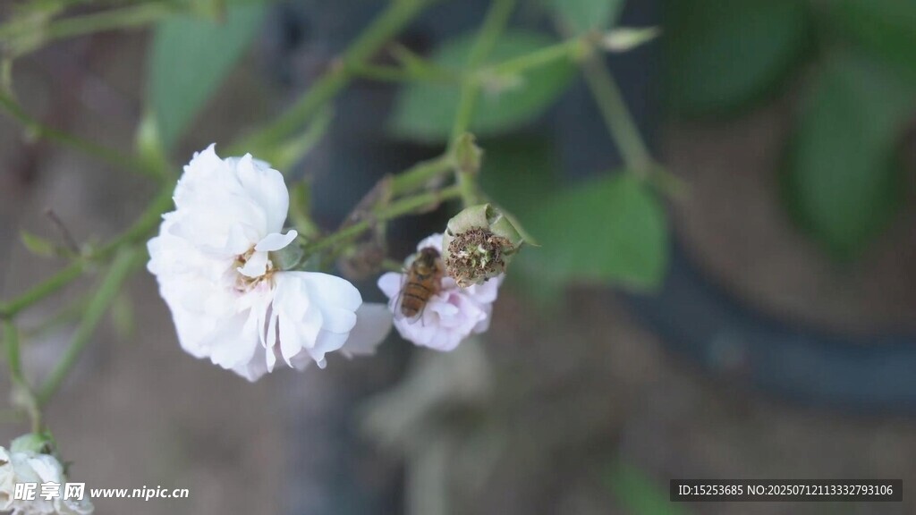 白色小花特寫