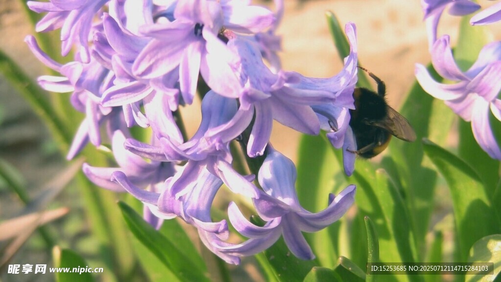 紫風信花上的黑蜂