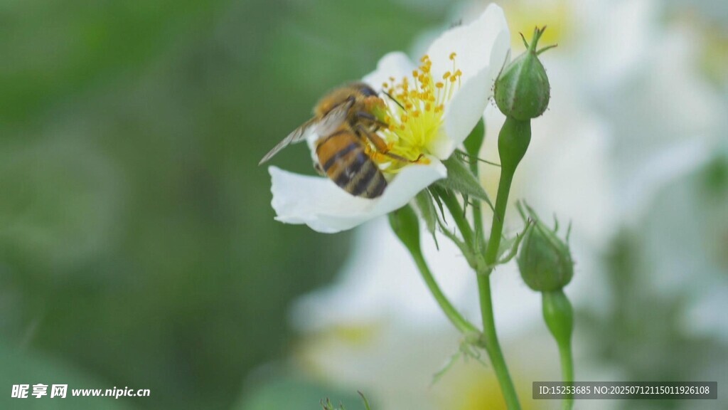 蜜蜂停留在白色花朵上