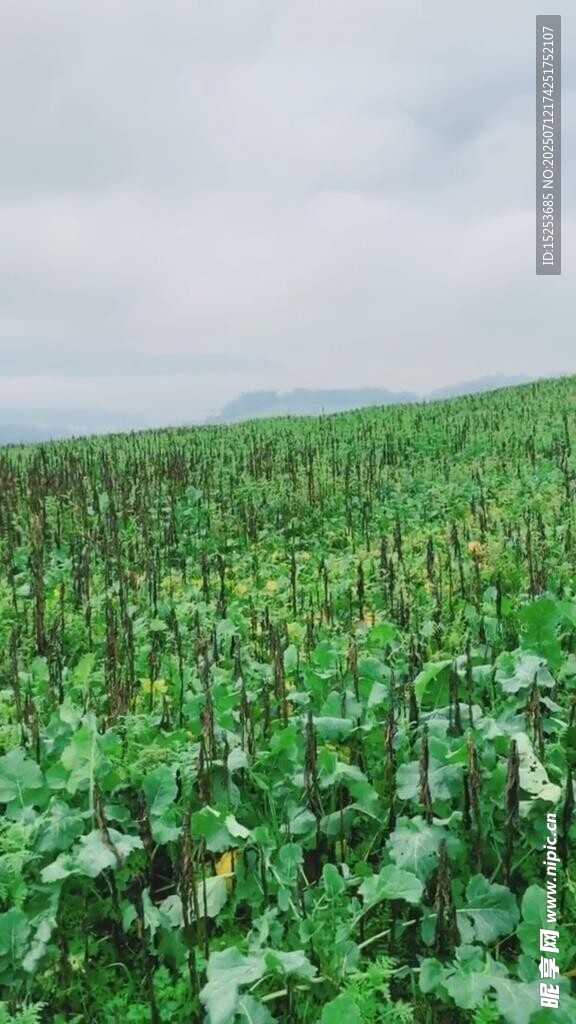 廣袤綠色農(nóng)田景觀