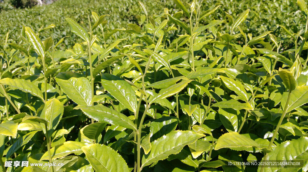 綠葉繁茂的植物景觀