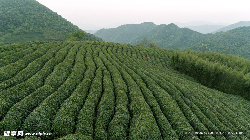翠綠規(guī)整的大片茶園風(fēng)光