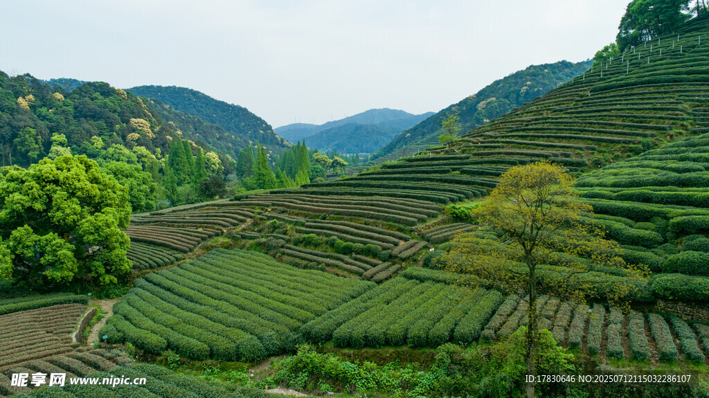 山間翠綠梯田美景