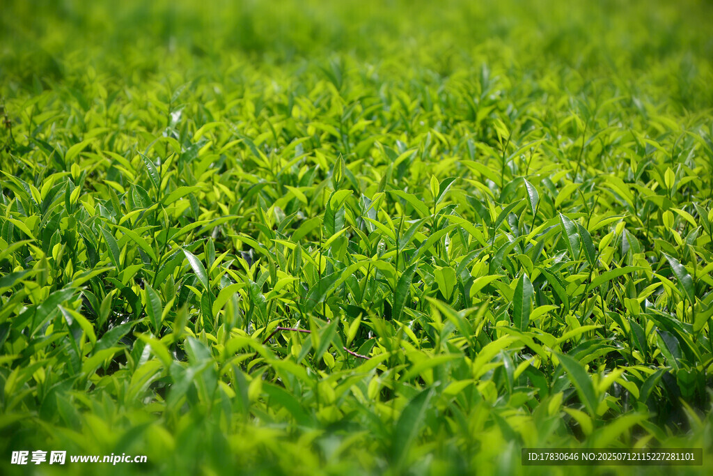 翠綠茶園風(fēng)光