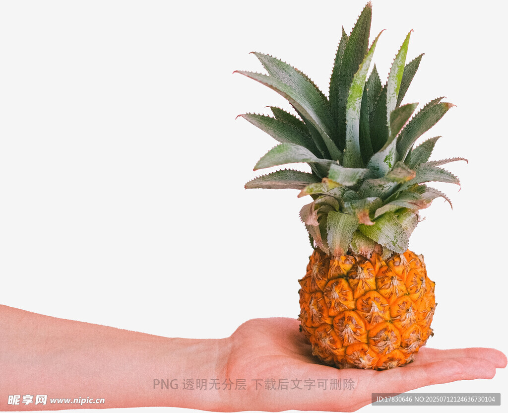 手掌上的小菠蘿